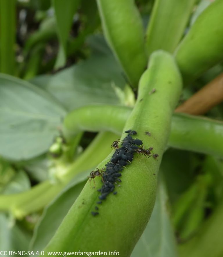 Keeping blackfly off Broad Beans – Gwenfar's Garden and other musings