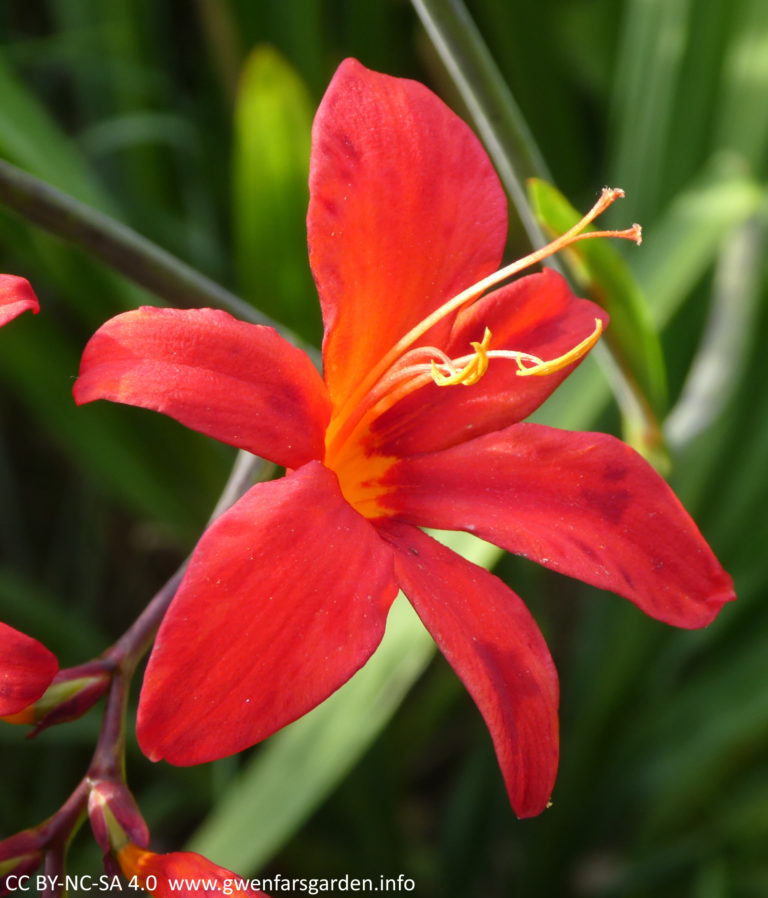 Cracking Crocosmia – Gwenfar's Garden And Other Musings