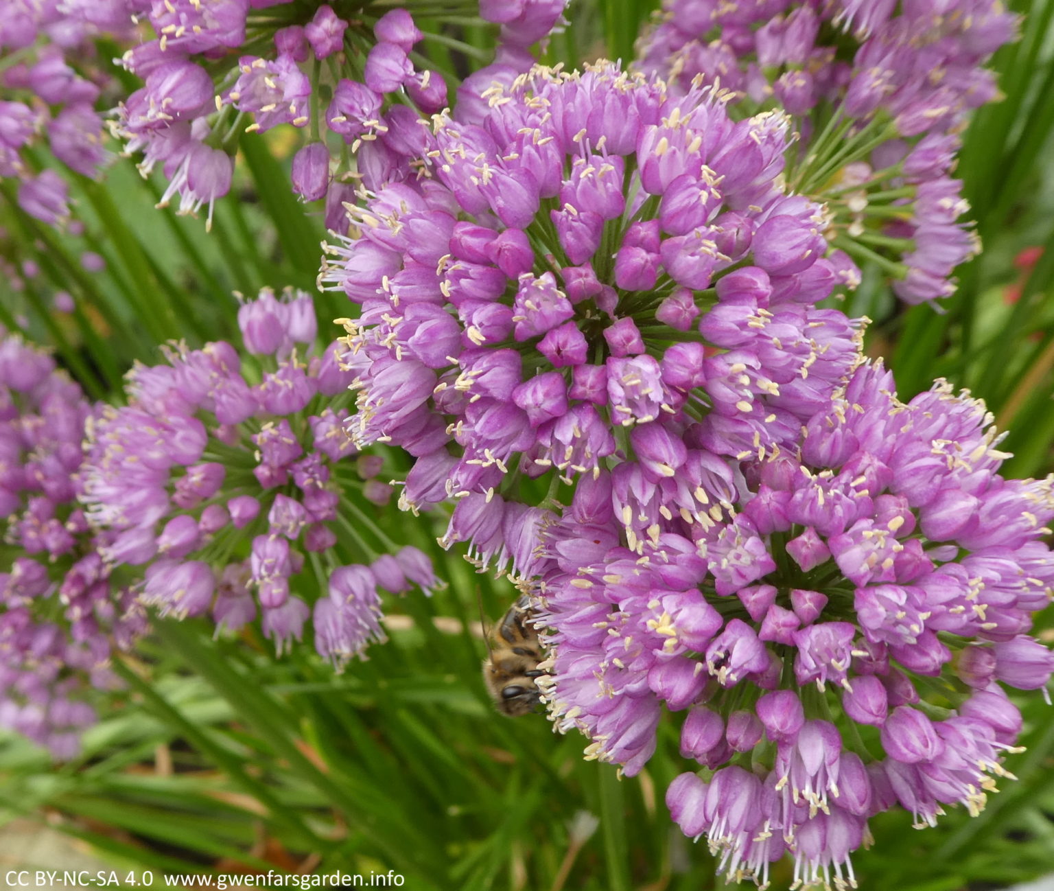 In praise of… Allium ‘Millenium’ – Gwenfar's Garden and other musings