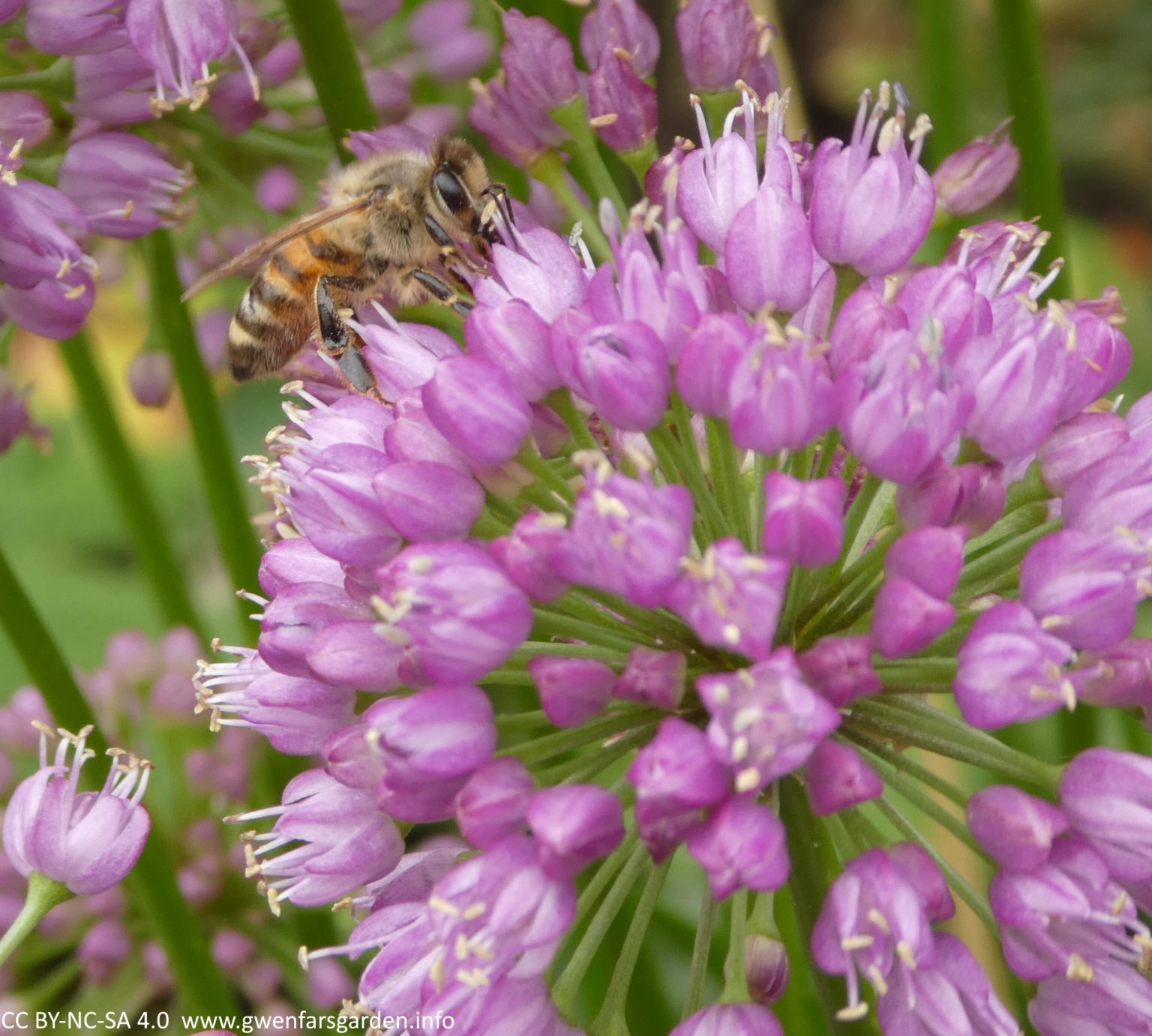 In praise of… Allium ‘Millenium’ – Gwenfar's Garden and other musings