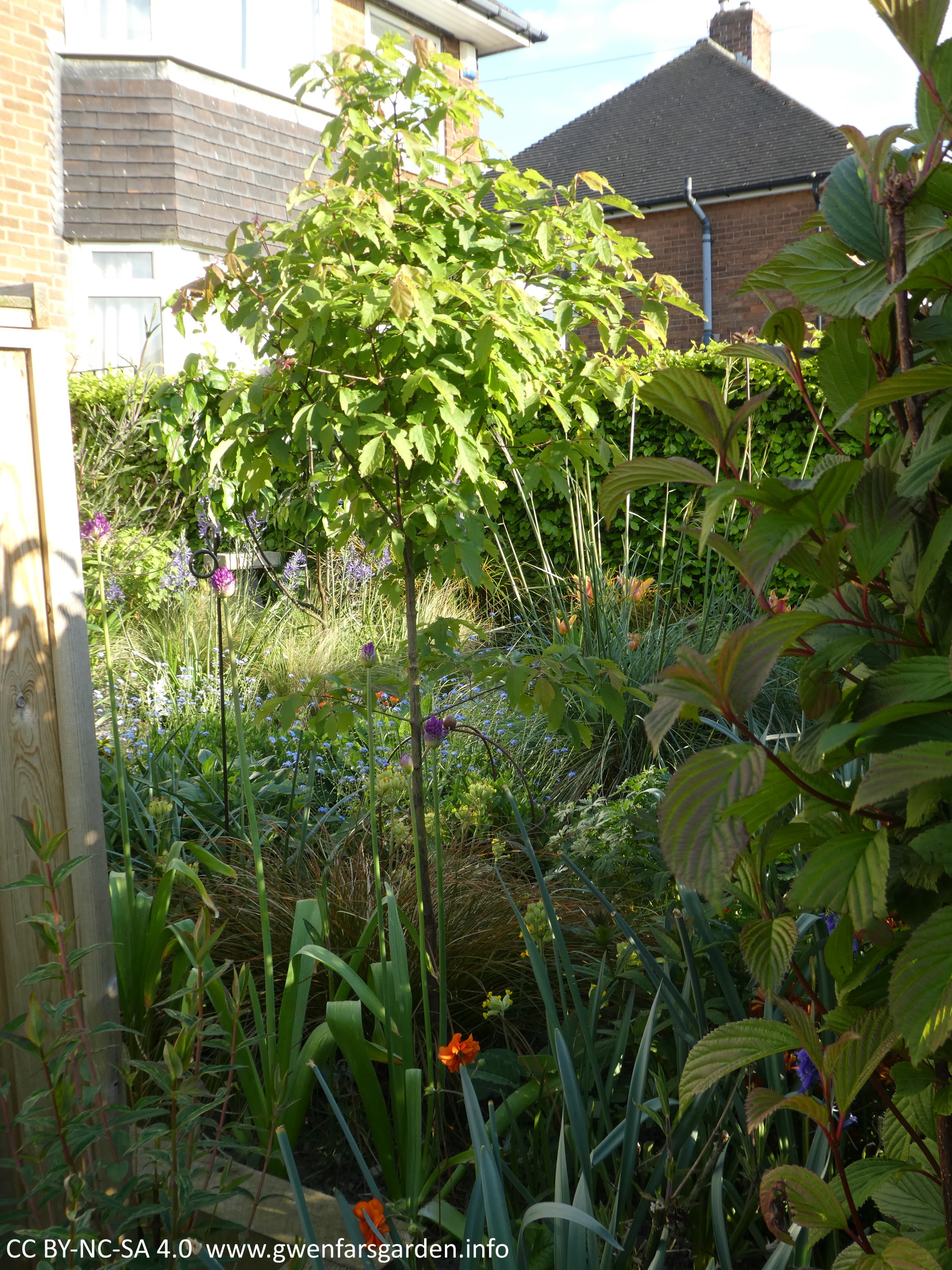 Front garden: Spring 2020 overview, in pictures – Gwenfar's Garden and ...