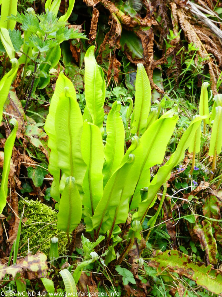 Fresh bright young green leaves of the Hart's Tongue Fern.