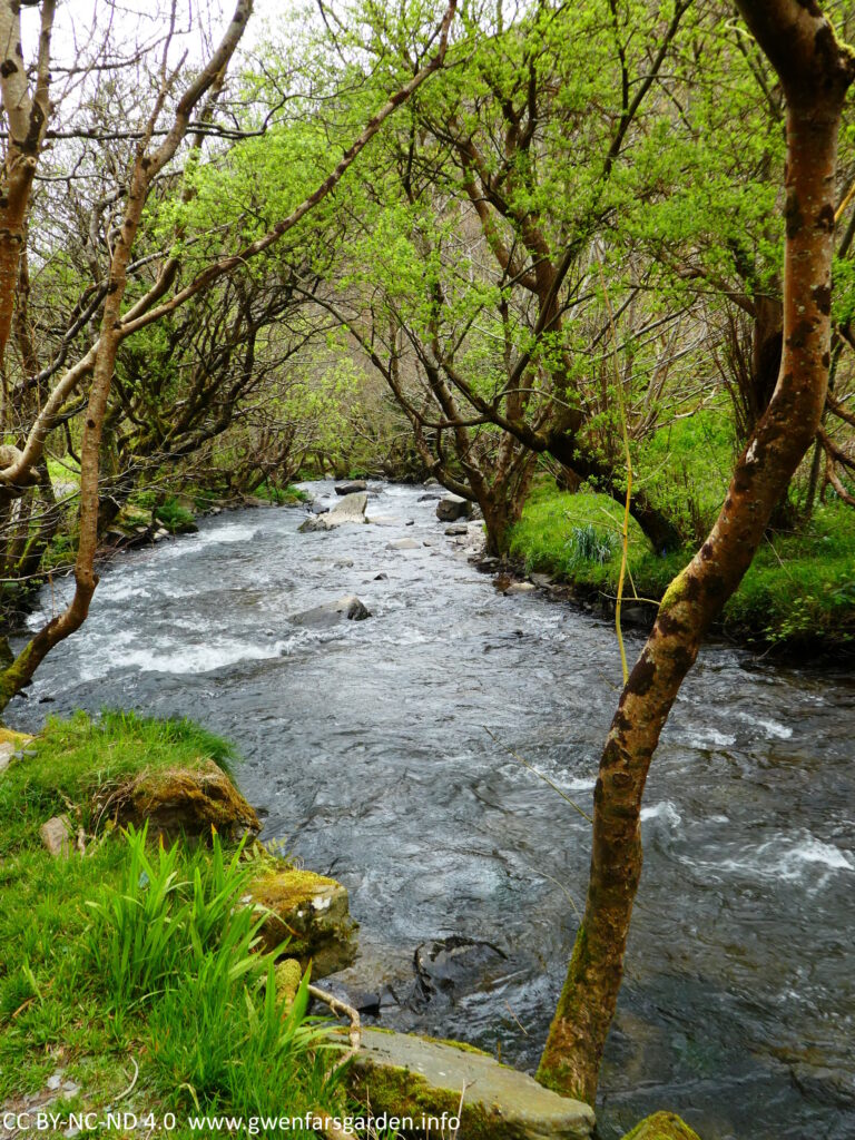 A fast moving stream with trees coming into leaf over hanging it.
