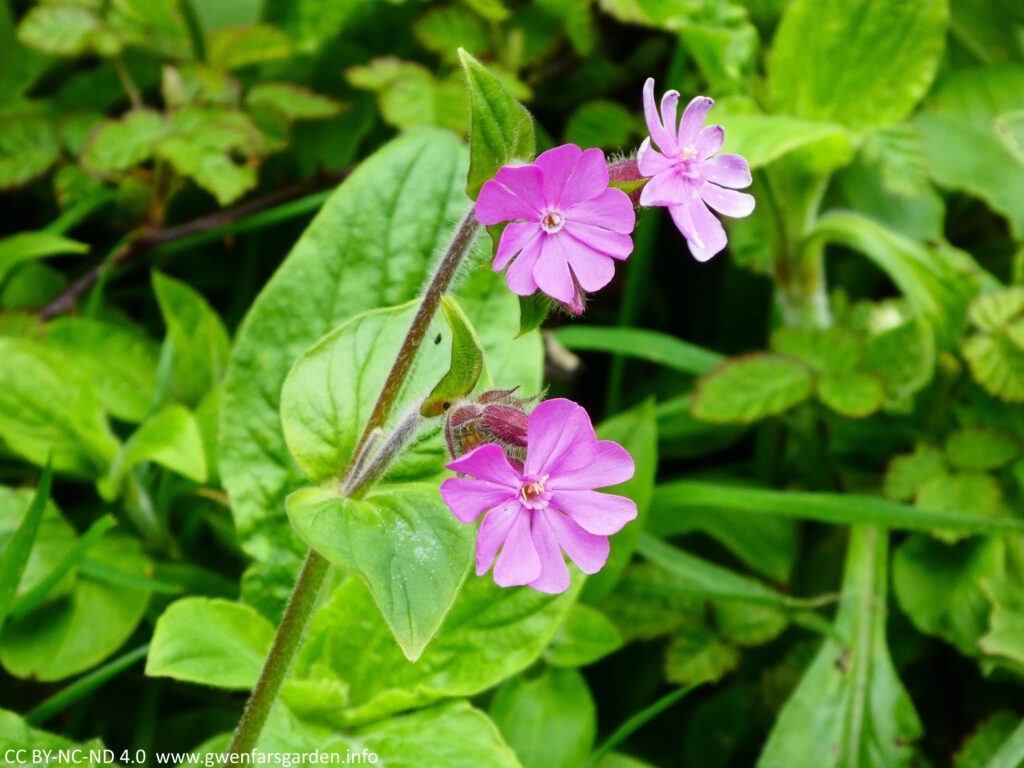 Threes flowers coming off a central stem. It's known as Red Campion, but it's actually pink.