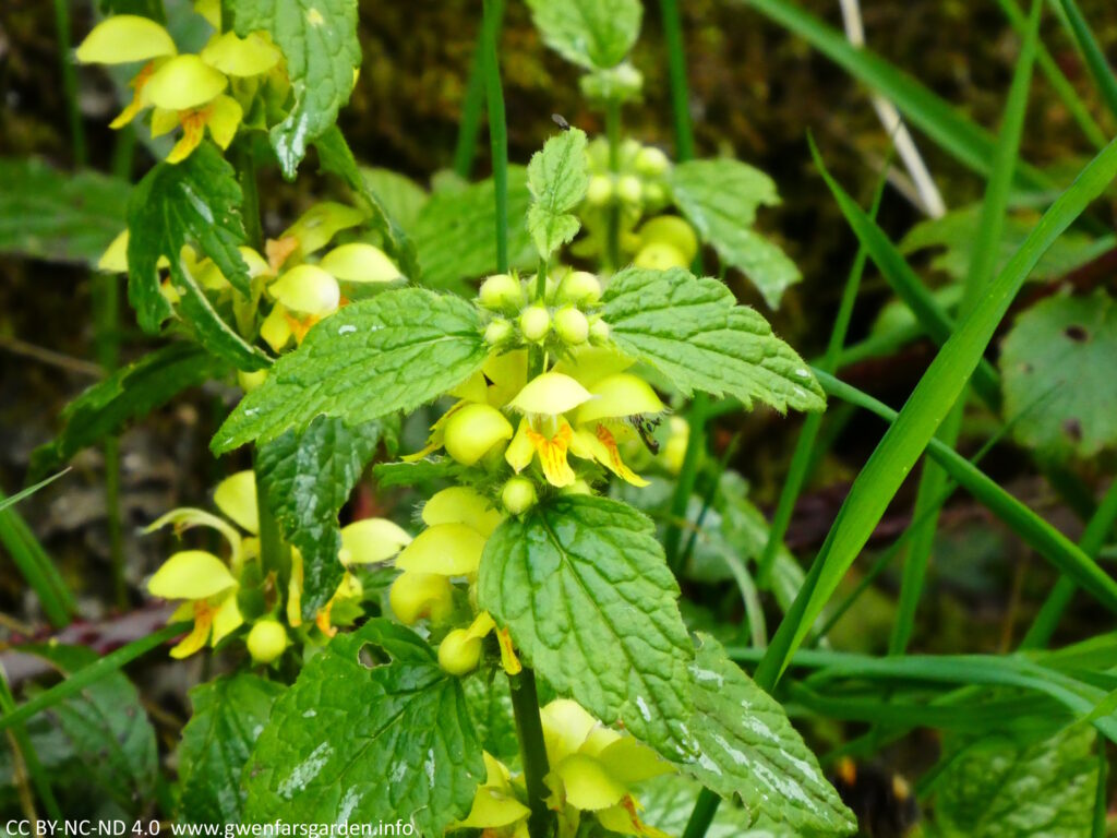 Small yellow flowers close to the main stem of nettle-like leaves.