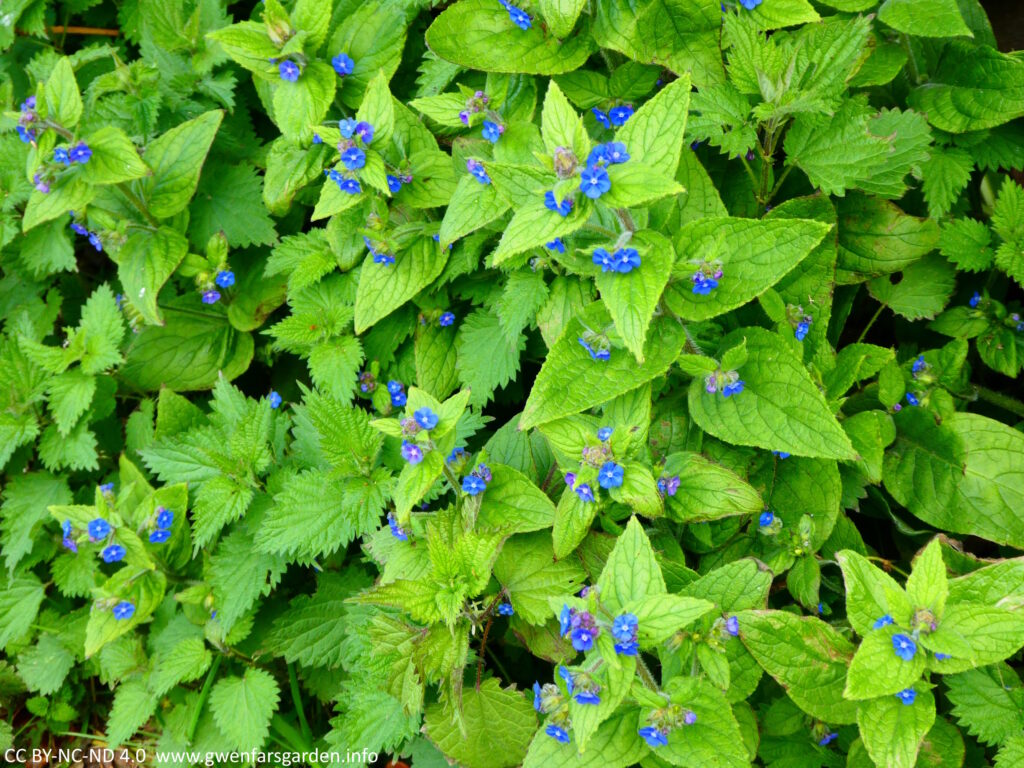 Quite small bright blue flowers against fresh spring green leaves.
