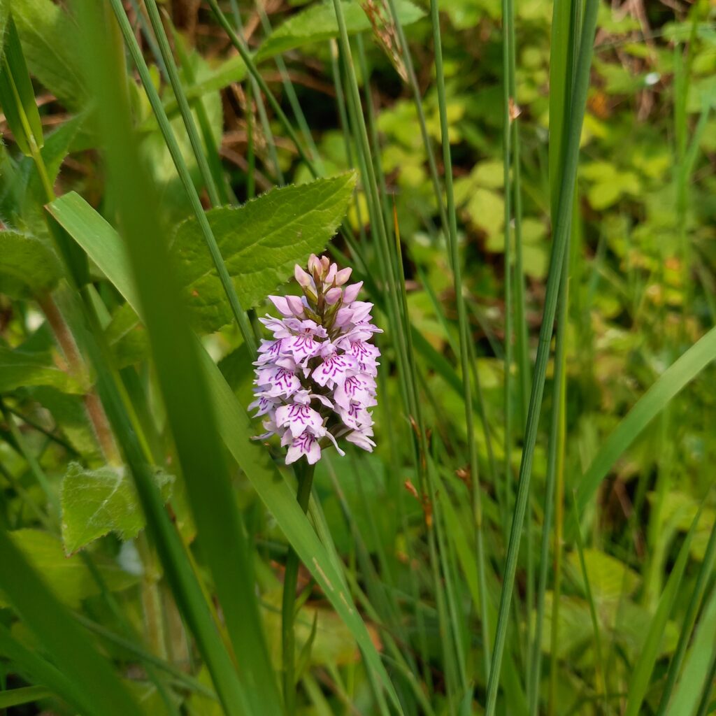 A common spotted orchid, which is a mostly pale-pink to white flower with hot pink markings on multiple petals that are tightly packed and go around the stem.