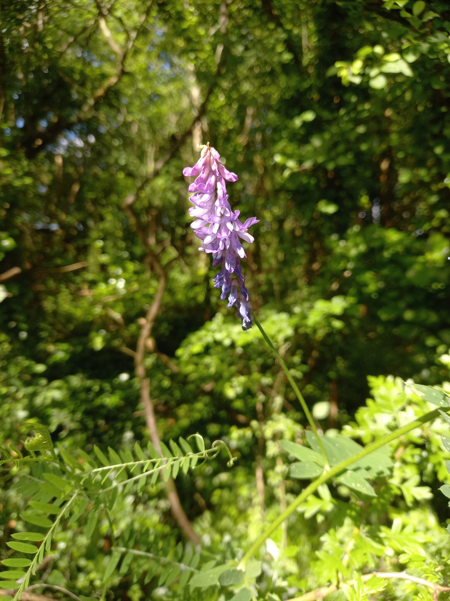 Tufted vetch, a flower with pinky-purple tube shapes that turn up into a hood at the end and grow in dense clusters along one side of the flower spike.