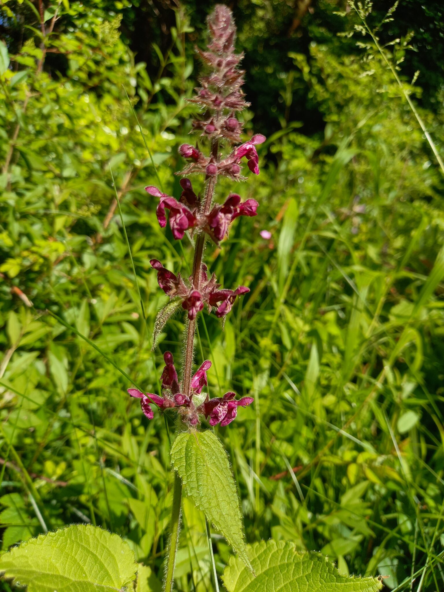 Hedge woundwort - a nettle-like plant with tall burgundy-magenta flowering spikes with widely-spaced whorls of flowers.