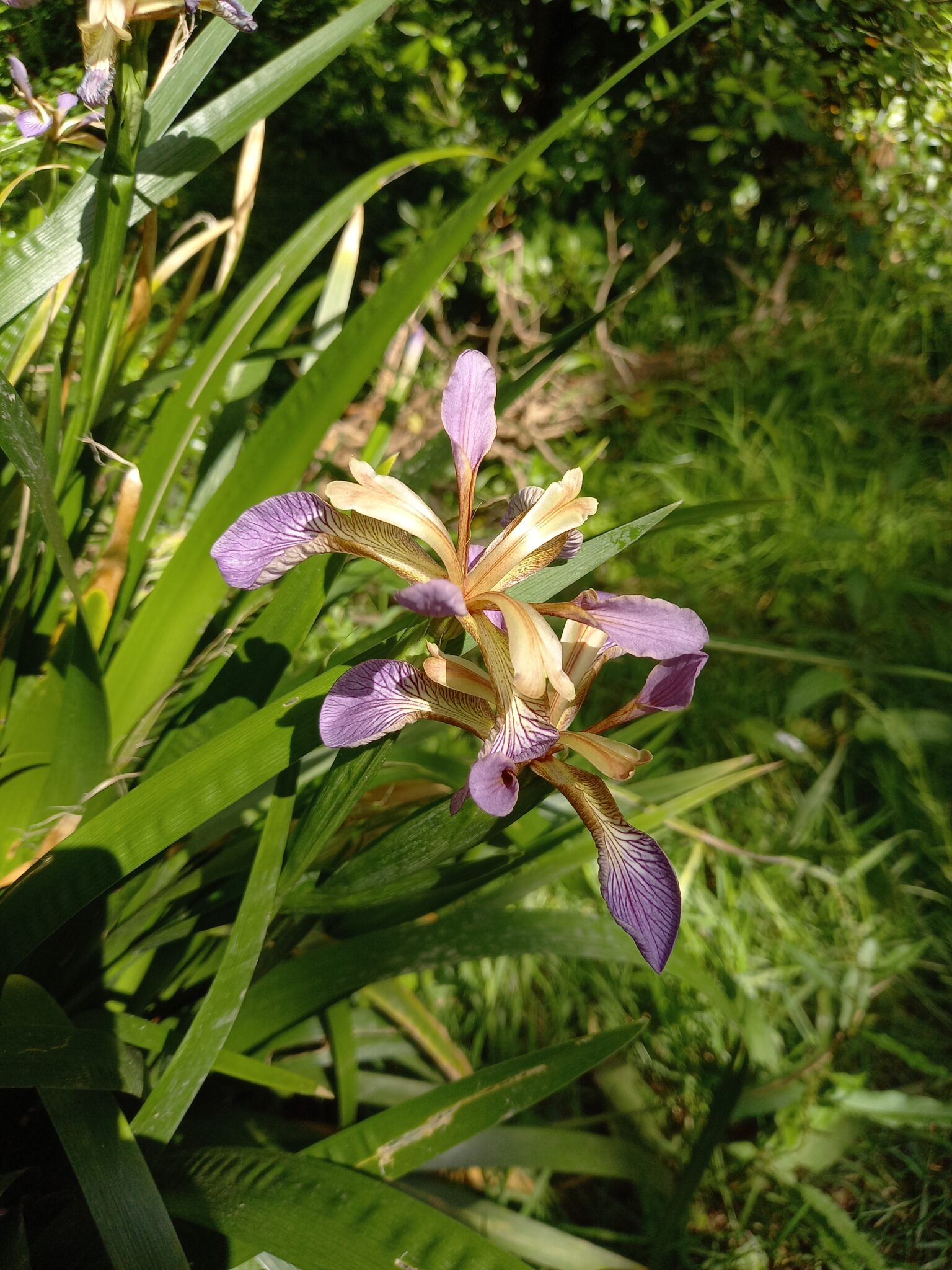 Stinking iris - two flowers of the iris, each with has six delicate, petal-like segments known as tepals that are lavender and white with darker purple veining.