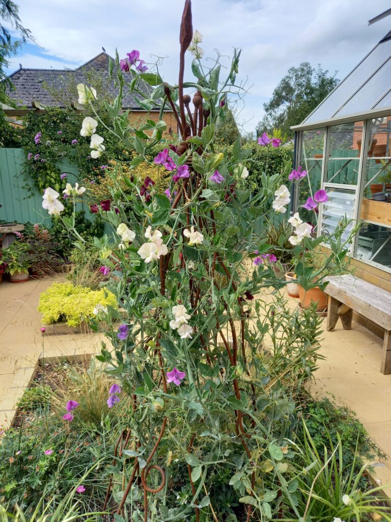 Lots of Sweetpea flowers growing up an rusted steel obelisk. They are a mix of white, maroon & purple, and smell amazing.