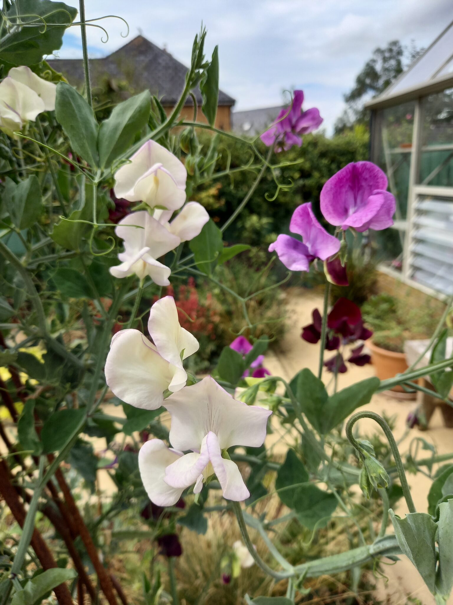 A mixed of white & purple sweetpea flowers.