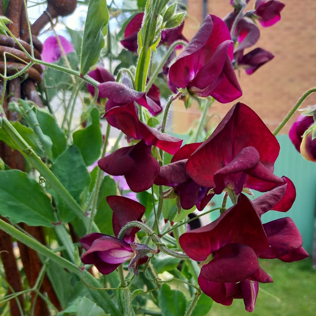 Focus on several maroon-coloured sweetpea flowers.