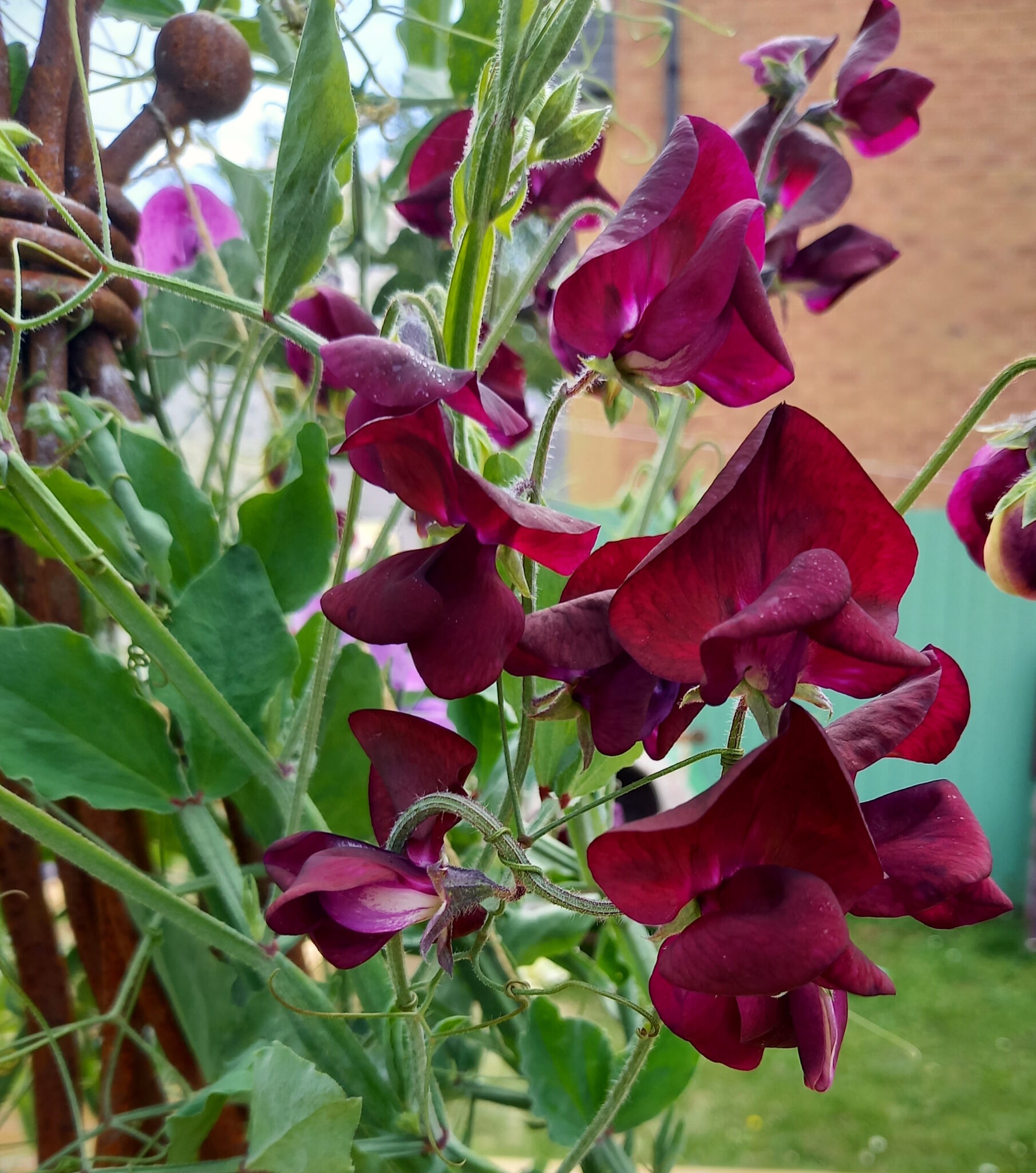 Focus on several maroon-coloured sweetpea flowers.