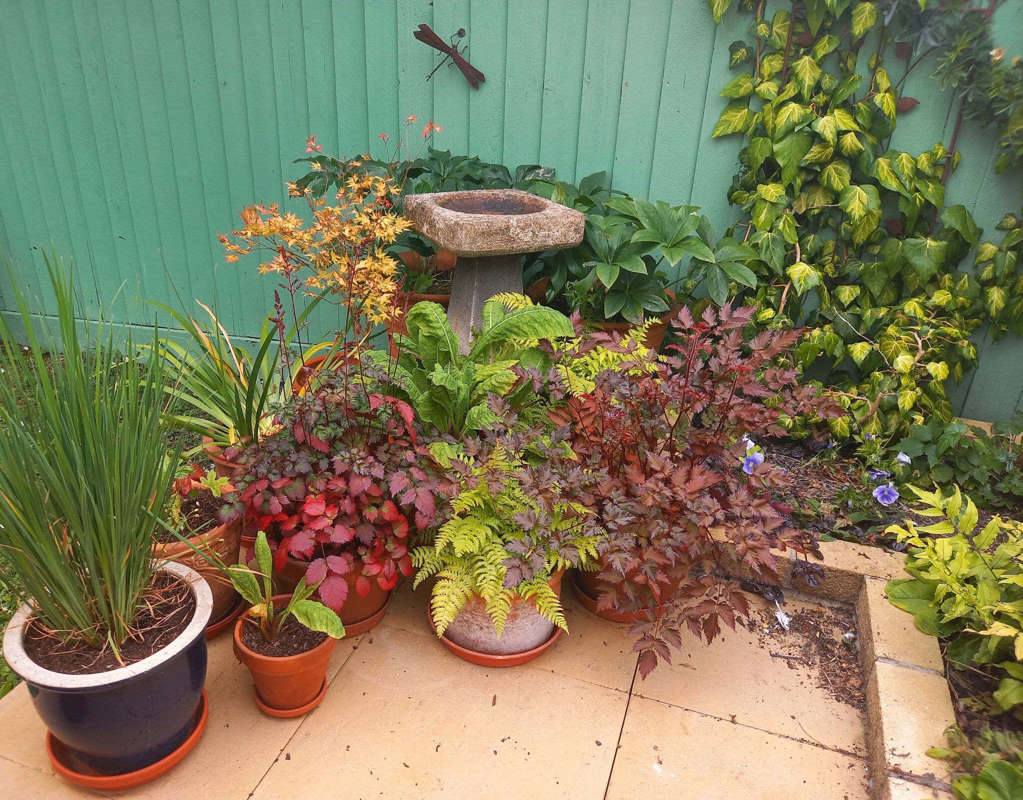 Several plants in pots grouped together under a birdbath. Mostly lots of lovely foliage of different colours and shapes.