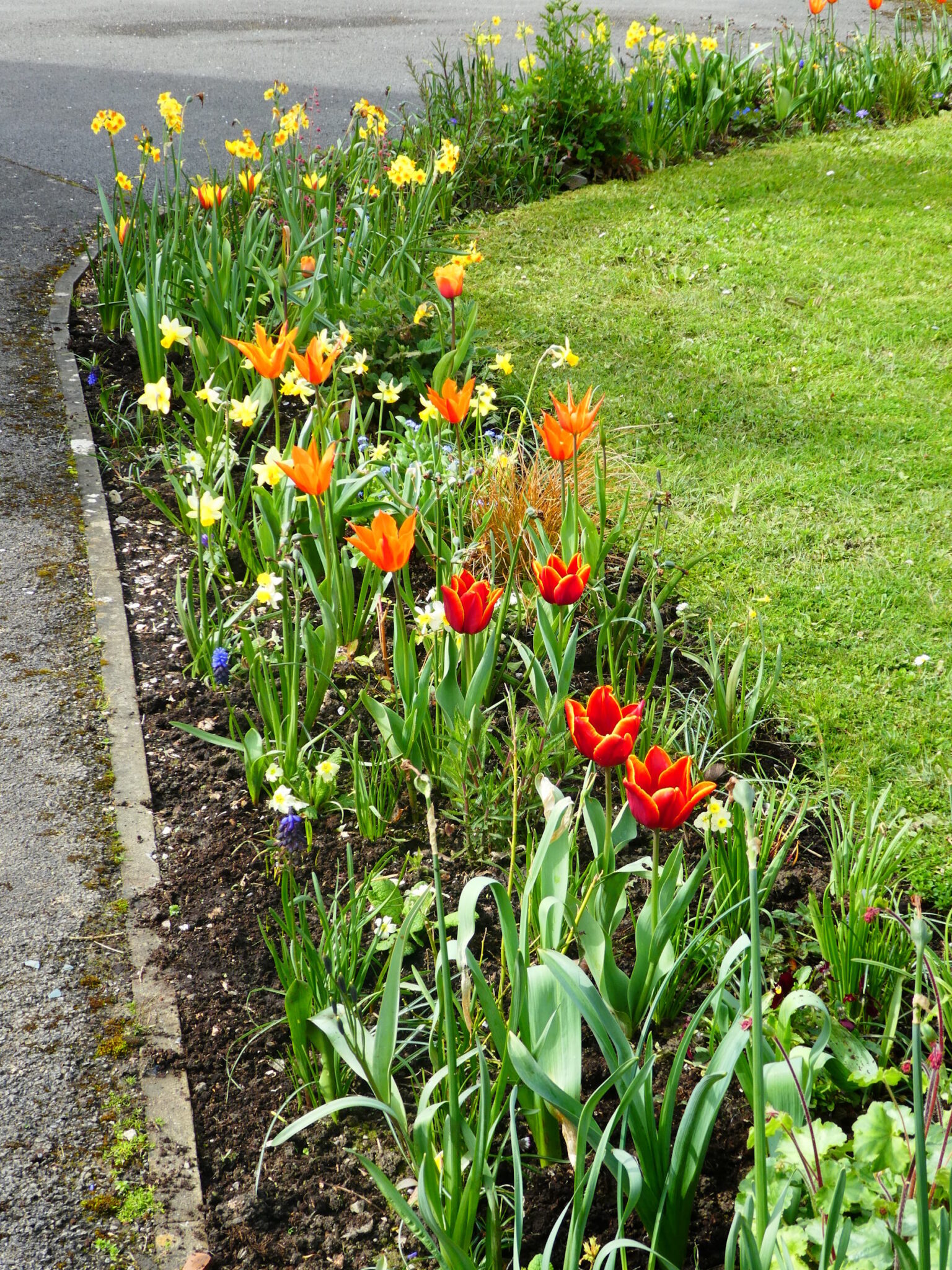 A front garden spring border with orange tulips and orange and yellow daffodils.