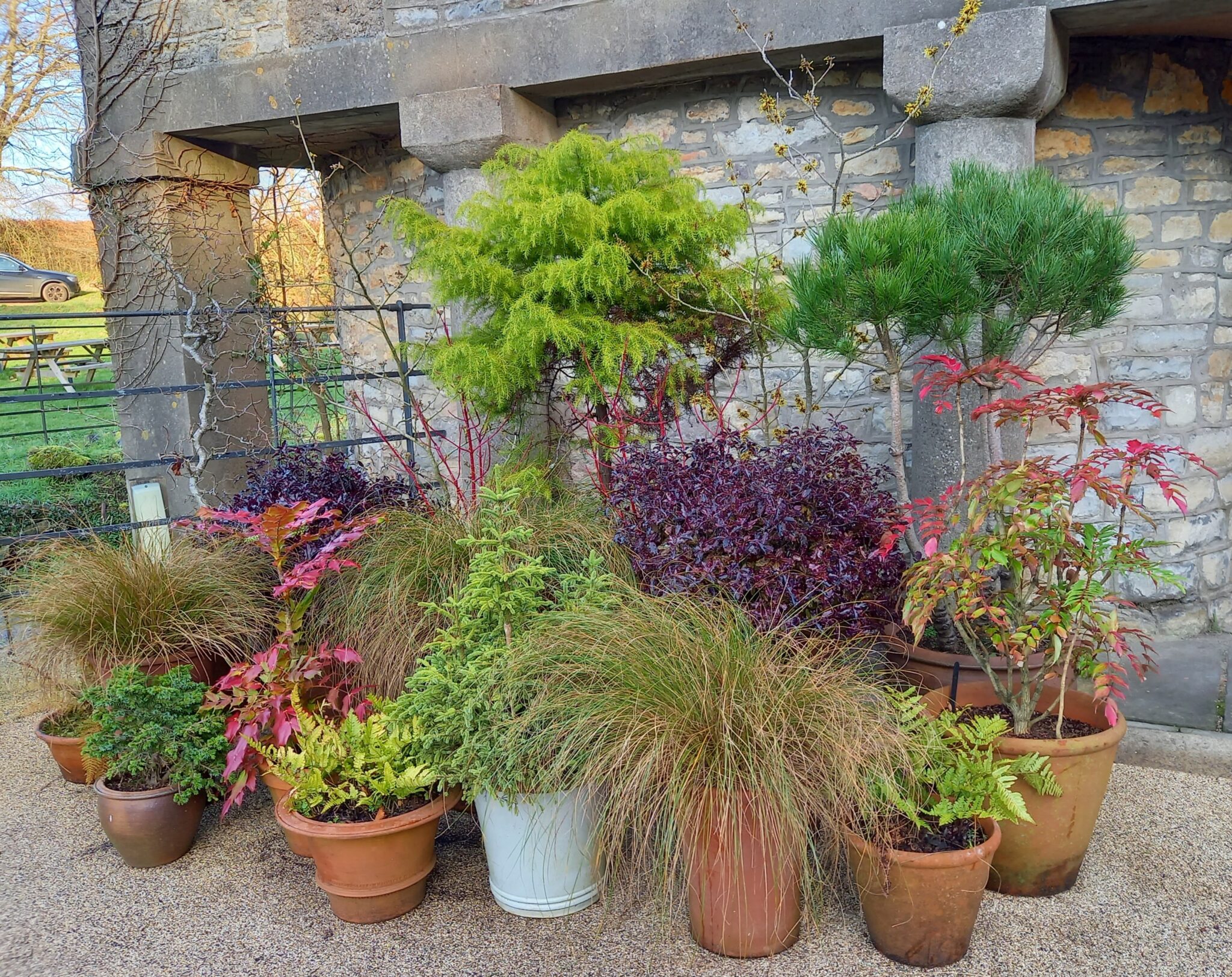 A collection of large terracotta pots with plants showing the range of colour possible in the middle of winter, These are mostly foliage, including trees like pines & Mahonias, and grasses.