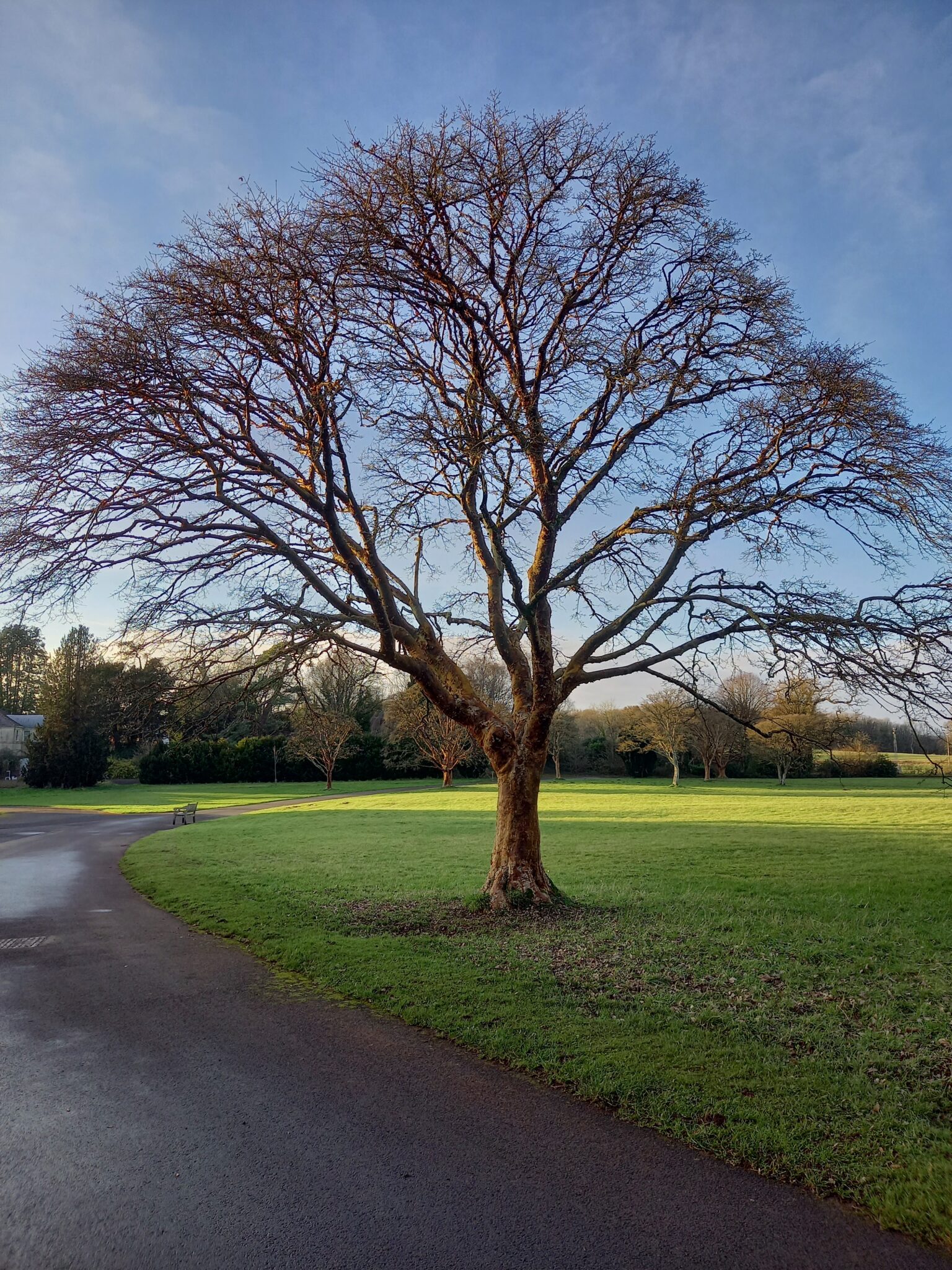 A large tree with no leaves, next to our path in a parkland. It has a pleasing shape and looks lovely against a blue sky.