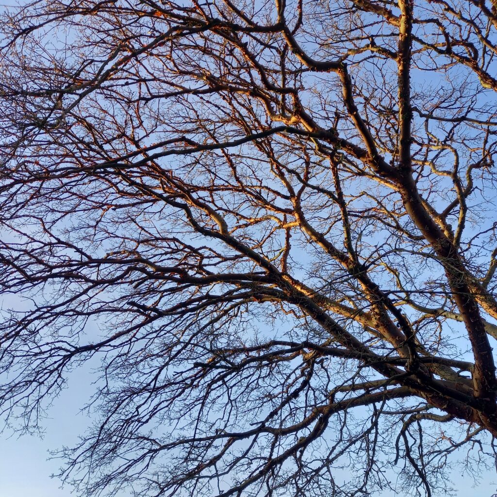 Some branches of the tree against the blue sky. It has glowing orange branches, that look warm & gorgeous.