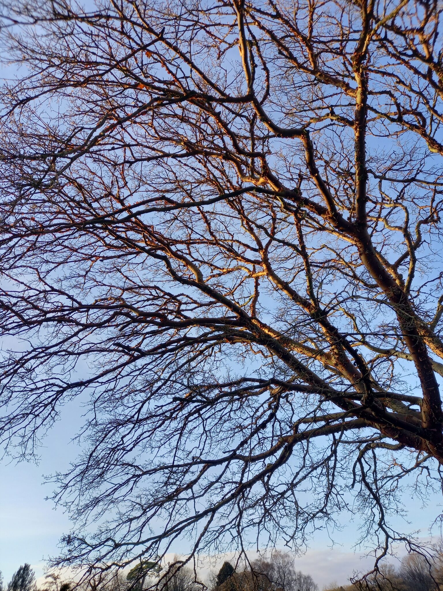 Some branches of the tree against the blue sky. It has glowing orange branches, that look warm & gorgeous.