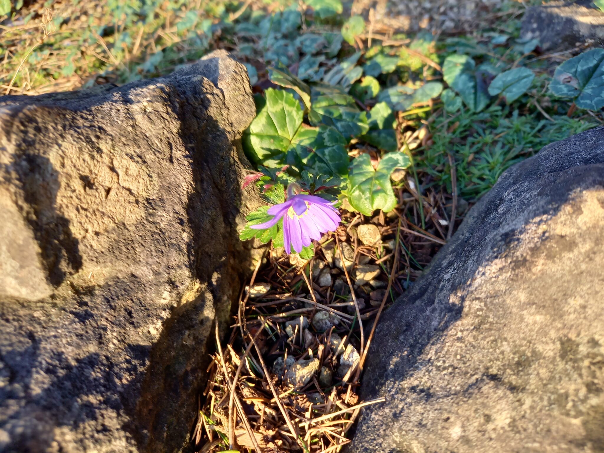 A single,small, purple flower between two large rocks.