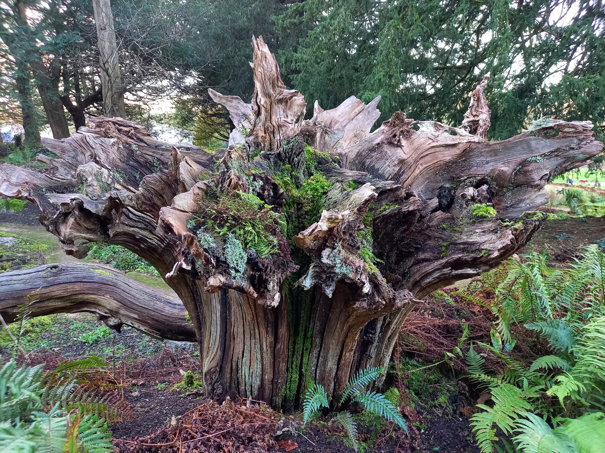 A large tree stump that has been turned upside down so that the roots kind of spread out like a fan. It has mosses, fans and lichens growing on it.