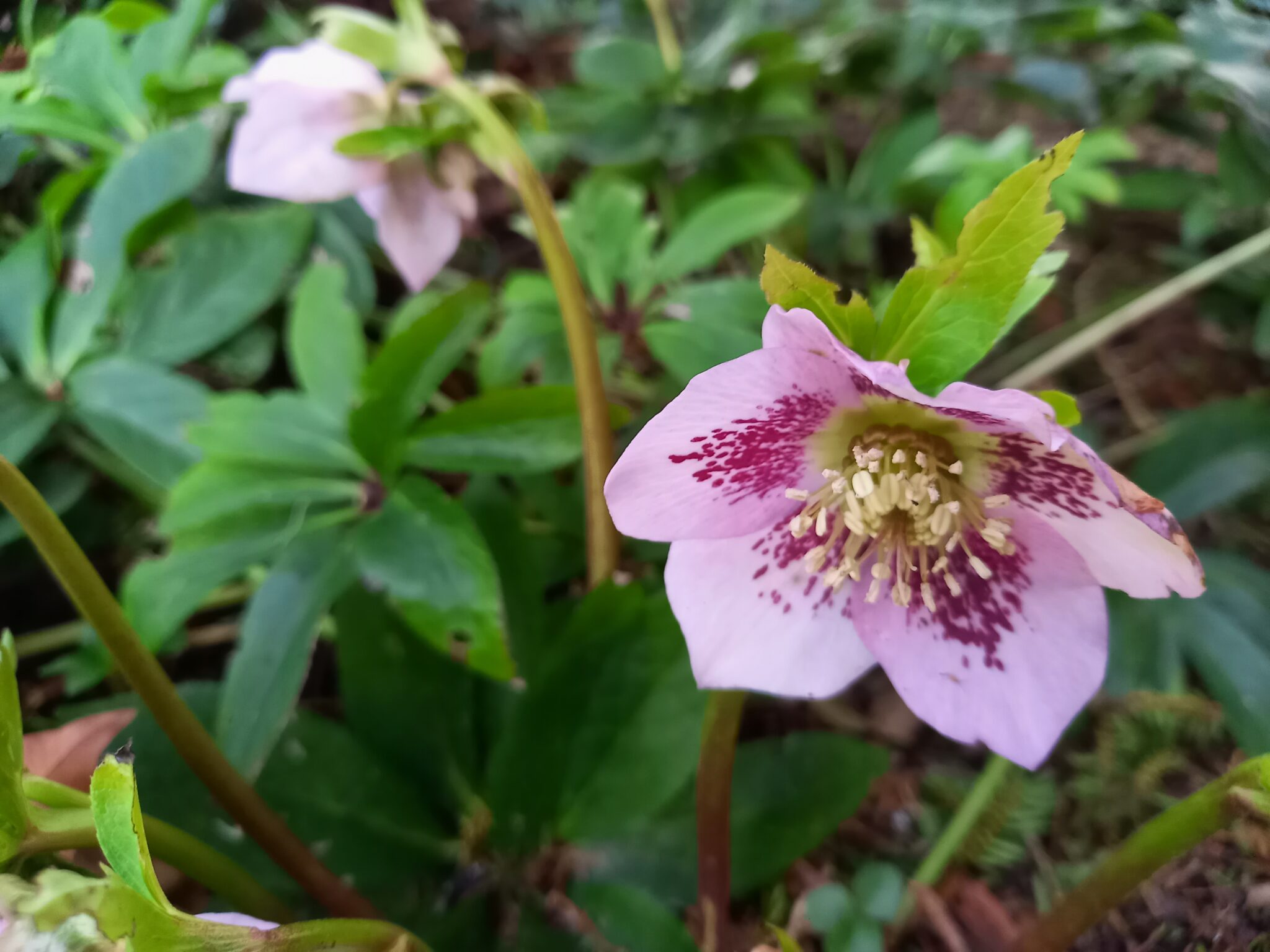 A light pink flower with five petals that are speckled with maroon dots towards the middle.