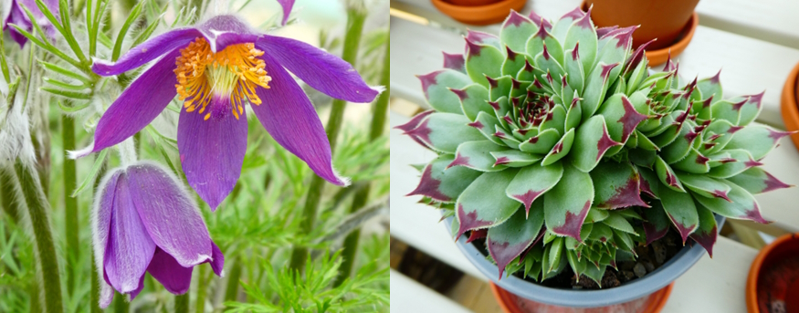 Two pictures: the one on the left is the Pulsatilla, a gorgeous purple flower with striking orange stamens fanning out from the middle of the flower. The one of the right is the Sempervivium, a small succulent that is green with purple-red pointy tips.