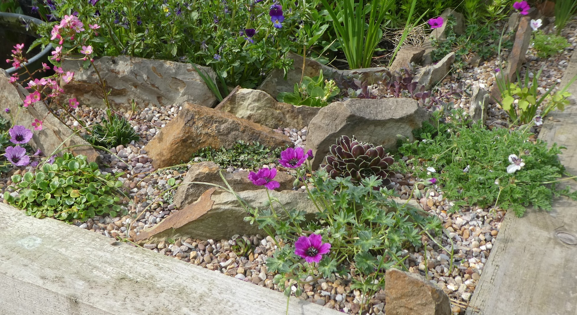 An example of a small alpine scree bed that has a wooden border. There is a range of rocks of different sizes, and different types of plants, including Erodiums, Geraniums, Saxifrage and Sempervivium, sat amongst the rocks.