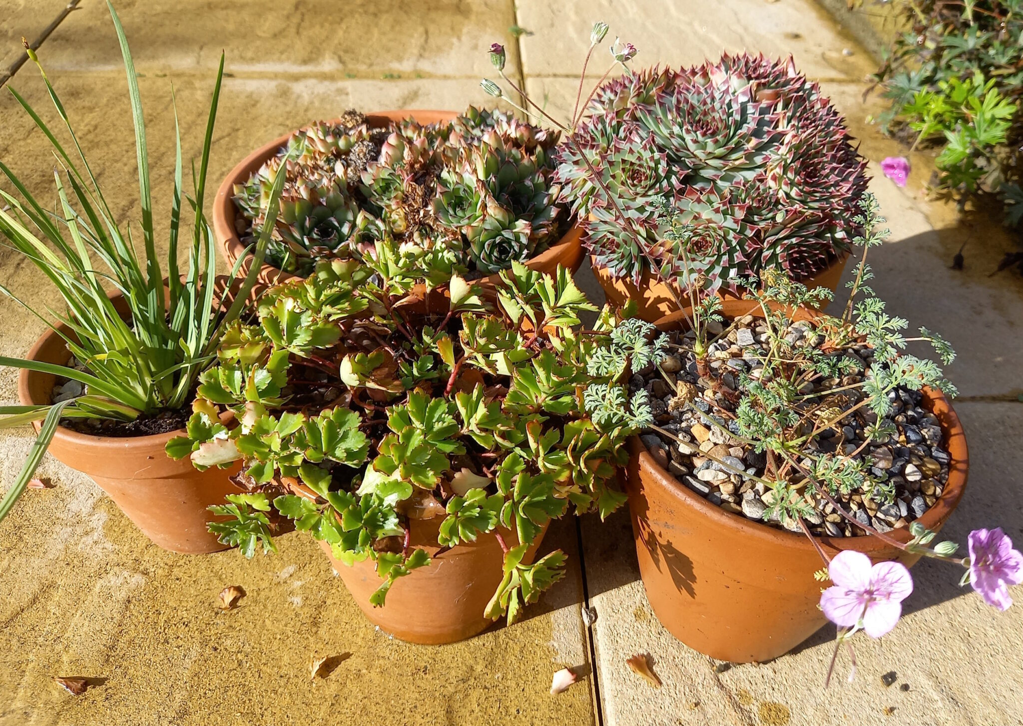 A group of alpines in small pots, including Sedums, Erodiums and Semperviviums.