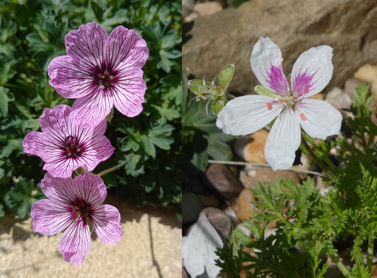 Two pictures: the one on the left is the pink with magenta stripes, Geranium cinereum 'Ballerina'. The one on the right is Erodium 'Ardwick Redeye', which has 3 white petals and two white and pink splotched petals.