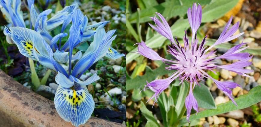 Two pictures: The blue one on the left is bulb, Iris 'Katharine Hodgkin'. The pink flower on the right is a perennial alpine Centaurea stricta.